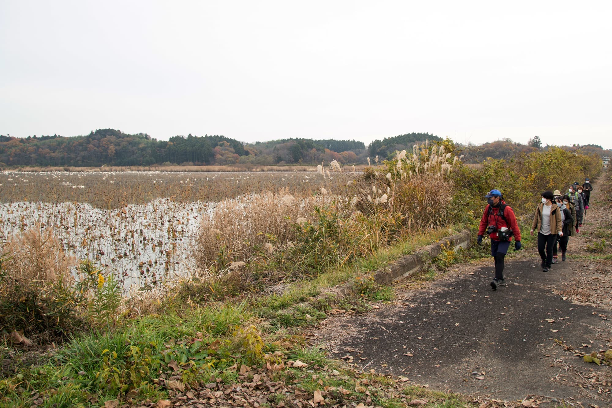 伊豆沼鳥獣保護区