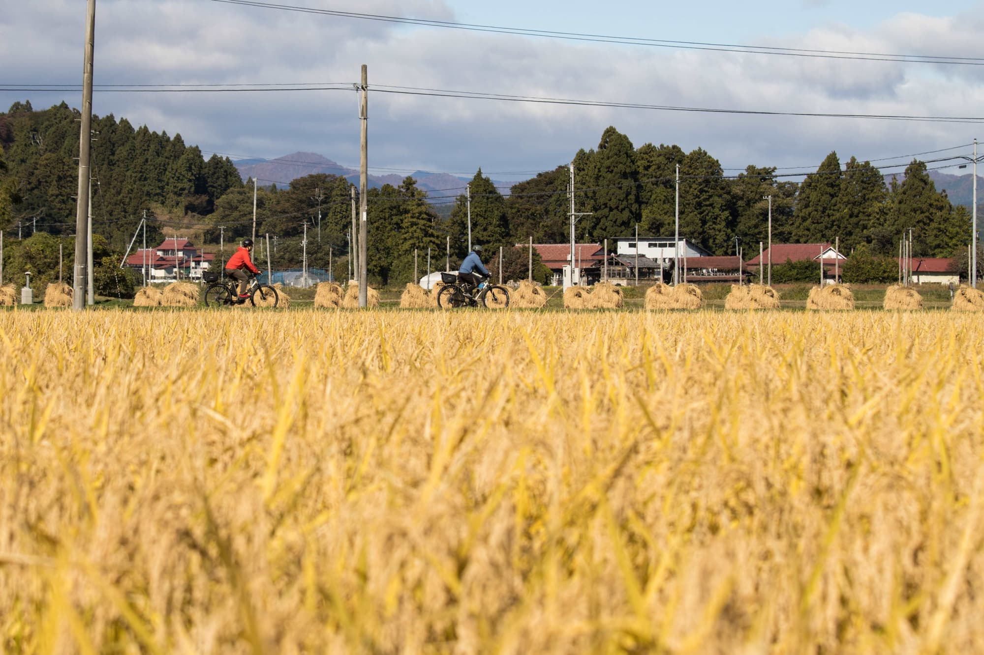 田んぼとねじりほんにょ